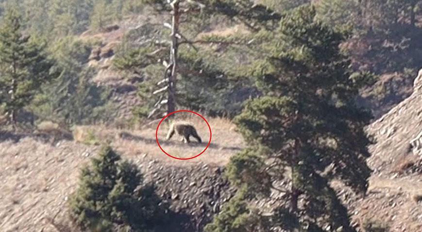 Doğa yürüyüşünde şoke eden an! Bozayıyla karşılaştılar